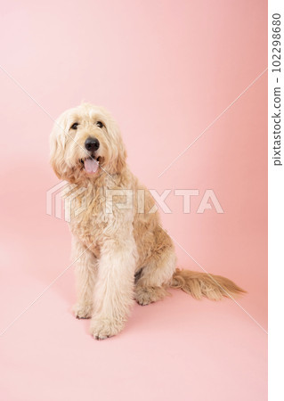 Goldendoodle 坐在粉紅色的背部和微笑 Goldendoodle 坐在粉紅色的背部和微笑 102298680