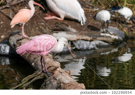 Roseate spoonbill intently aiming at its prey 102298934