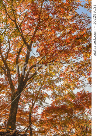 Autumn leaves of Enmeiji Momijiyama in Kawachinagano City, Osaka Prefecture Autumn leaves of Enmeiji Momijiyama in Kawachinagano City, Osaka Prefecture 102299152