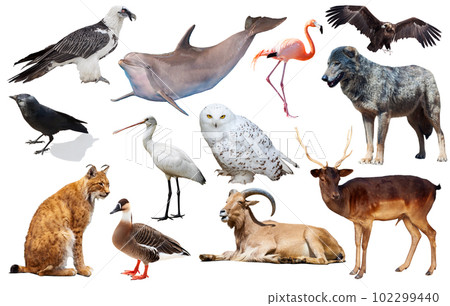 animal birds europe isolated 102299440