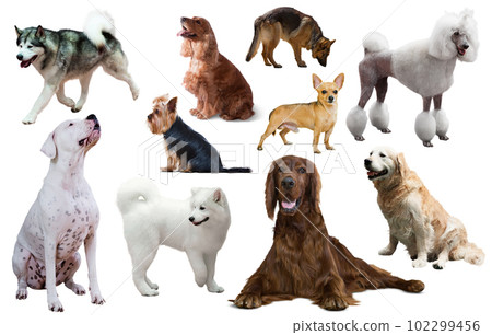dog breed set 102299456