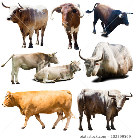 Collection of cows isolated on white background Collection of cows isolated on white background 102299569