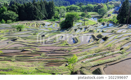 Maruyama Senmaida before rice planting 102299697