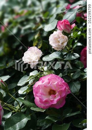 桃紅色和白色玫瑰花 桃紅色和白色玫瑰花 102299799