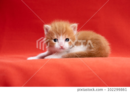 蘇格蘭折疊的小貓 蘇格蘭折疊的小貓 102299861