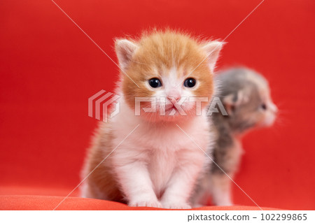 two scottish fold kittens two scottish fold kittens 102299865