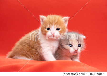 two scottish fold kittens 102299868