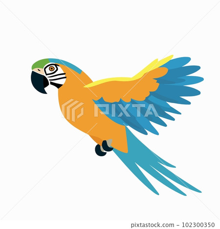 animal parrot macaw flying animal parrot macaw flying 102300350
