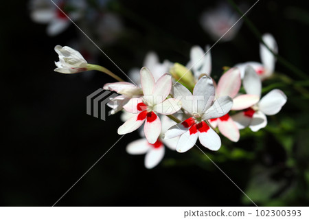 日式白色和粉色底色，帶有紅色點綴的 leopardia leucocephalus 花（戶外微距特寫攝影） 102300393