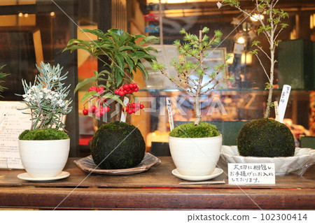 Cute bonsai Cute bonsai 102300414