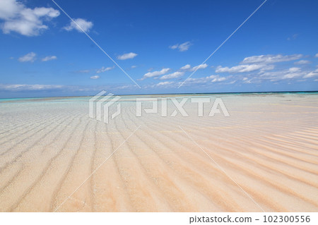 死前想去的與論島百合濱 102300556