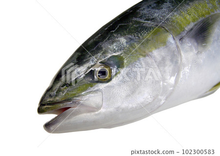 黃尾魚頭,白色背景,斜角裁剪圖像。 黃尾魚頭,白色背景,斜角裁剪圖像。 102300583