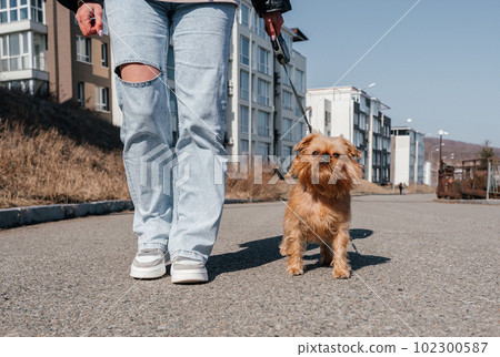 Walking a Brussels Griffon dog in the city. Dog and owner for a walk. 102300587