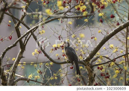 bird that likes flowers bird that likes flowers 102300609