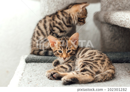 Cute bengal kitten laying on a soft cat's shelf of a cat's house. Cute bengal kitten laying on a soft cat's shelf of a cat's house. 102301282
