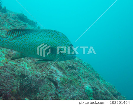 魚在海裡游泳 102301464