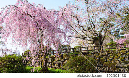 Beautiful scenery of Japan Spring morning Hirosaki Castle Aomori Prefecture 102301488