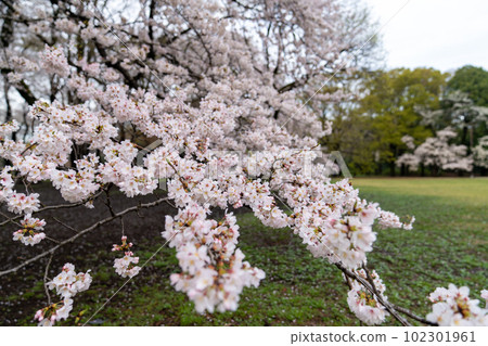 Cherry blossoms in the park in 2023 102301961