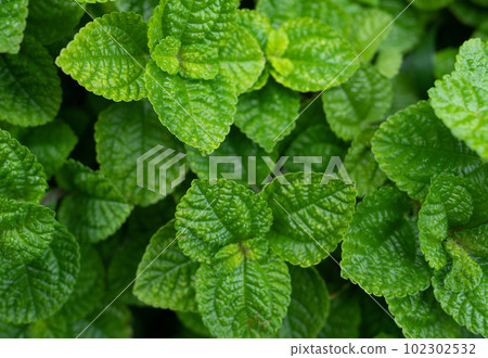 Closeup green leaves of tropical plant in garden. Dense green leaf with beauty pattern texture background. Green leaves for spa background. Green wallpaper. Top view ornamental plant in garden. 102302532
