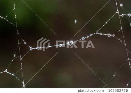 Cobwebs with drops after the morning rain. Cobwebs with drops after the morning rain. 102302736