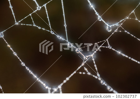 Cobwebs with drops after the morning rain. Cobwebs with drops after the morning rain. 102302737