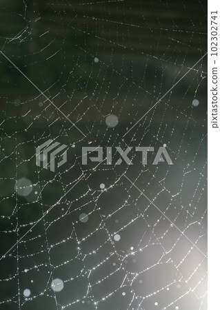 Cobwebs with drops after the morning rain. 102302741