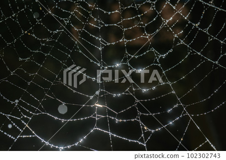 Cobwebs with drops after the morning rain. 102302743