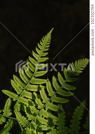 Polypodium glycyrrhiza. A beautiful sample of leaf. 102302764