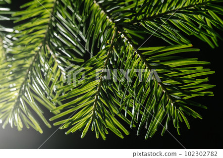 The branch of the Christmas tree in close-up. The branch of the Christmas tree in close-up. 102302782