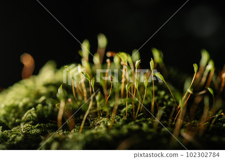 Colorful Moss close-up. Background for your text. 102302784