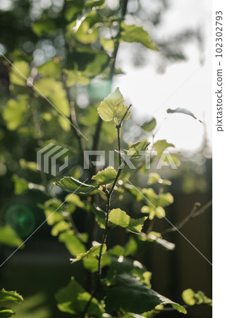 Birch branch as a beautiful natural background. 102302793