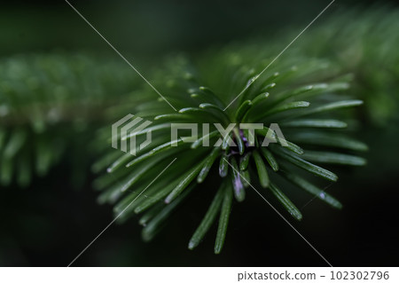 The branch of the Christmas tree in close-up. 102302796