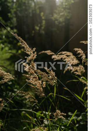 Calamagrostis in the rays of the evening sun. 102303073
