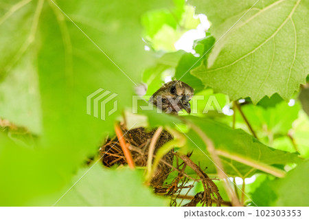 帶絨毛的鴿雛 102303353