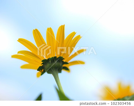 藍天和黑心花的特寫 藍天和黑心花的特寫 102303456