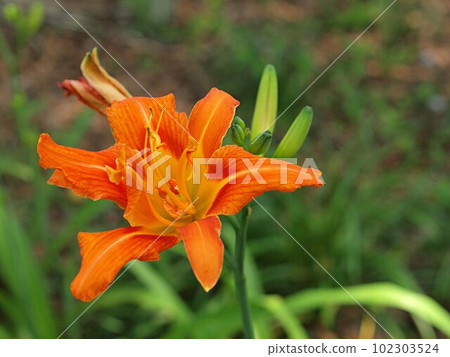 Daylily flower close-up Daylily flower close-up 102303524