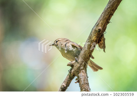 Common chiffchaff, lat. phylloscopus collybita, sitting on branch of bush in spring and looking for food Common chiffchaff, lat. phylloscopus collybita, sitting on branch of bush in spring and looking for food 102303559