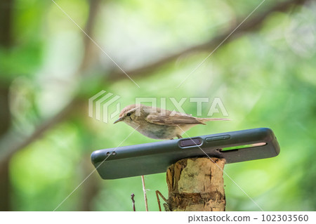 Common chiffchaff, lat. phylloscopus collybita, sitting on branch of bush in spring and looking for food Common chiffchaff, lat. phylloscopus collybita, sitting on branch of bush in spring and looking for food 102303560