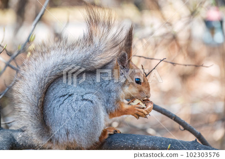 The squirrel with nut sits on a branches in the spring or summer. The squirrel with nut sits on a branches in the spring or summer. 102303576