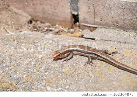 Shiny Eastern Lizard 102304073