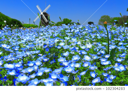 [大阪府]花卉博覽會紀念公園鶴見綠地風車山（Nemophila） 102304283