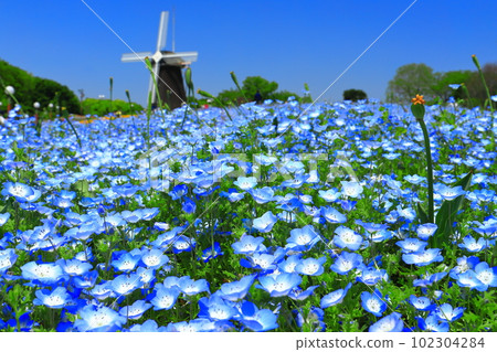 [大阪府]花卉博覽會紀念公園鶴見綠地風車山（Nemophila） 102304284