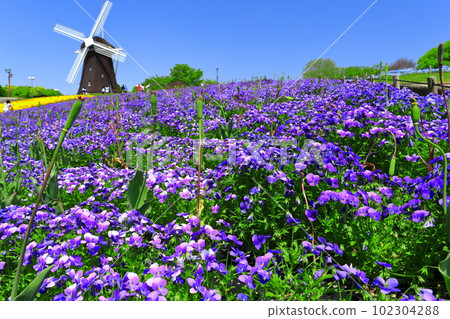 [大阪府]花卉博覽會紀念公園鶴見綠地風車山（中提琴） 102304288