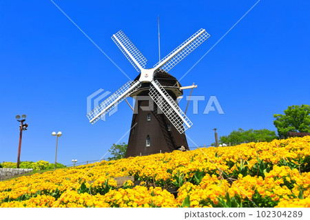 [Osaka Prefecture] Flower Expo Memorial Park Tsurumi Ryokuchi Windmill Hill (Viola) 102304289