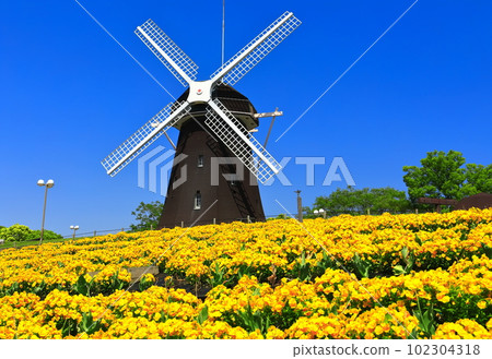 [Osaka Prefecture] Flower Expo Memorial Park Tsurumi Ryokuchi Windmill Hill (Viola) 102304318