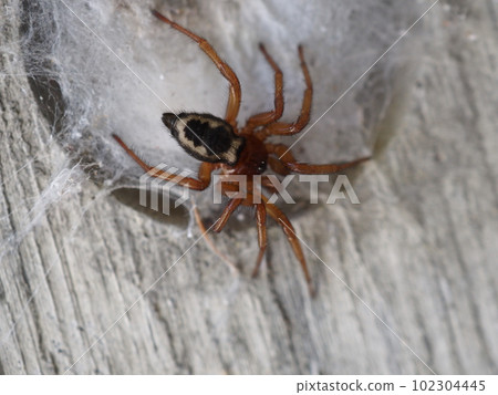 A tiger spider building a nest in a concrete dent A tiger spider building a nest in a concrete dent 102304445
