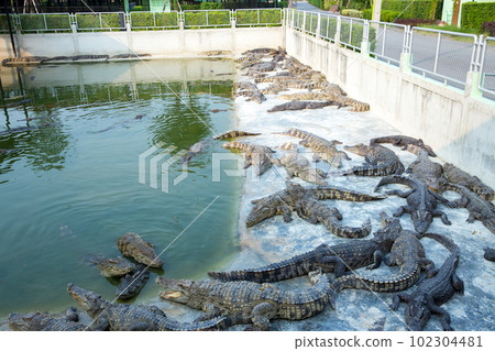 A colony of crocodiles in the zoo in Sriayuthaya Lion Park , focus selective 102304481