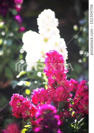 Winter flower bed stock flowers 102304706