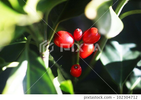 Aoki berries turning red in the sun 102304712