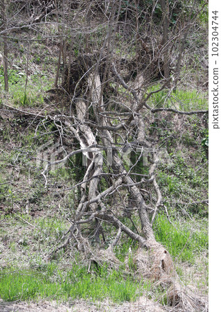 Tree, Decay, Decayed tree, Tree, Degradation, Nature, Fallen tree, Environment, Leaf, Plant, Outdoor, Green, Green, Forest Tree, Decay, Decayed tree, Tree, Degradation, Nature, Fallen tree, Environment, Leaf, Plant, Outdoor, Green, Green, Forest 102304744